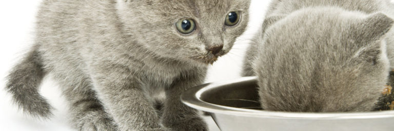 Best Kitten Food 2022 : Our Guide To The Healthiest Choices for Your Baby Cat