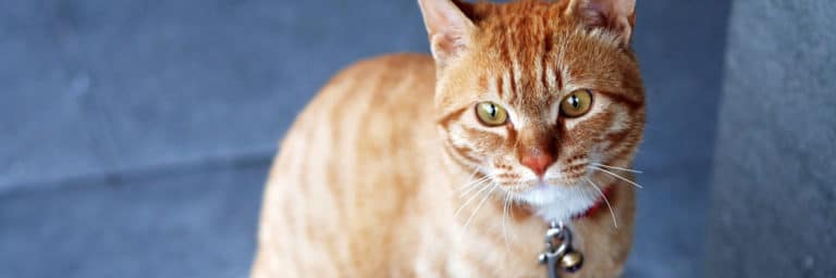 Best High Fiber Cat Food: What You Should Know