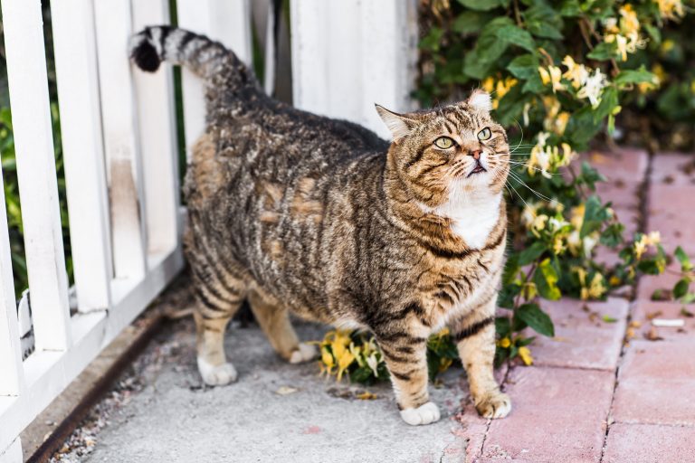 The Best Cat Food for Overweight Cats