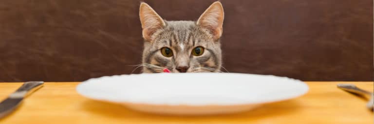 11 Best Cat Foods in 2022 – [Expert Reviewed & Rated]
