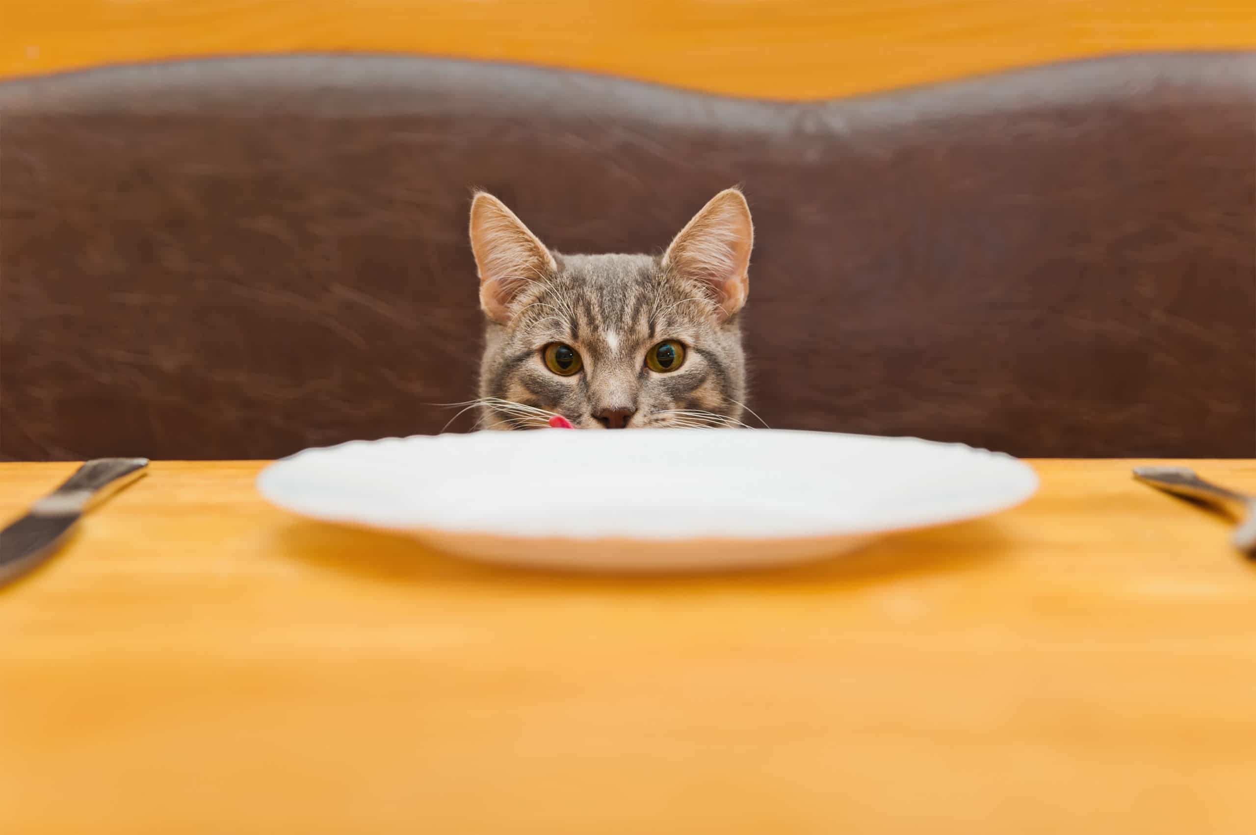 Cat ready to eat