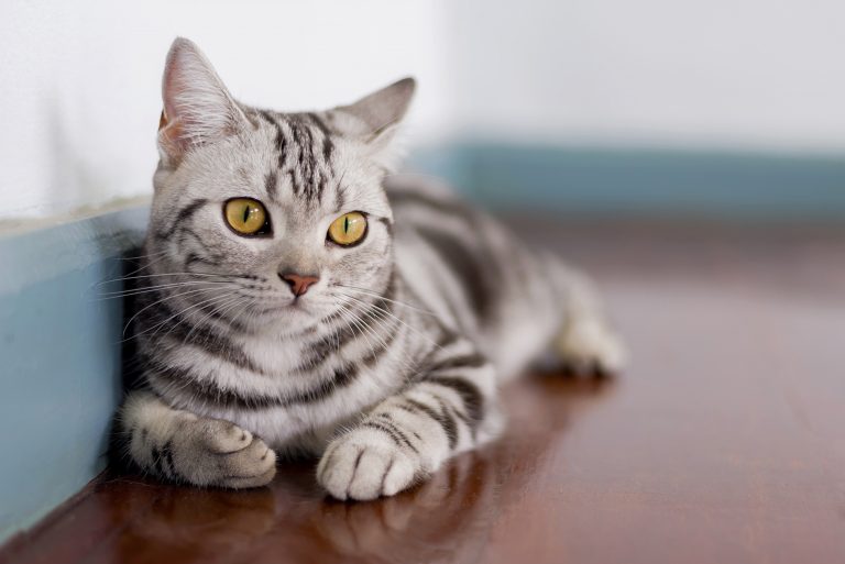 Best Cat Food for American Shorthairs
