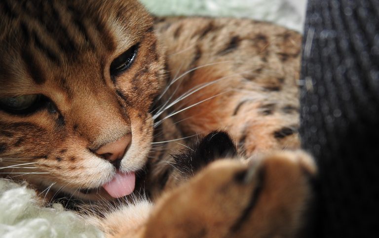The Best Cat Food for Bengals 2023