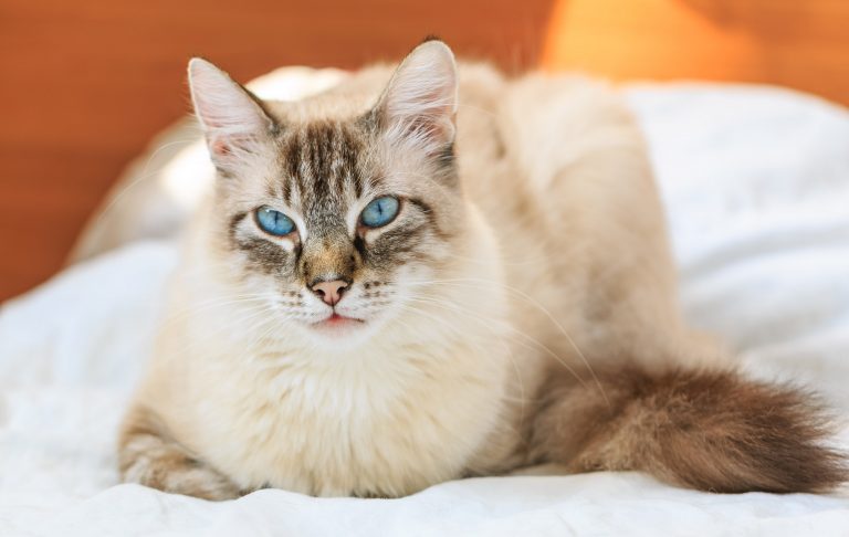 All About The Birman Cat Breed