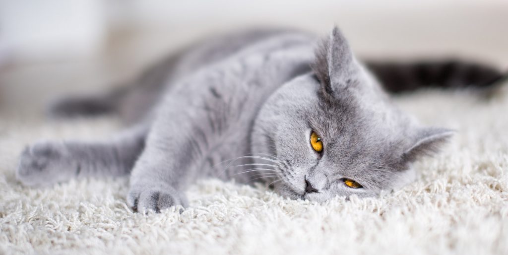 Best Cat Food For British Shorthairs 2023