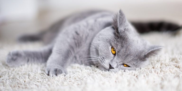 The Best Cat Food for British Shorthairs