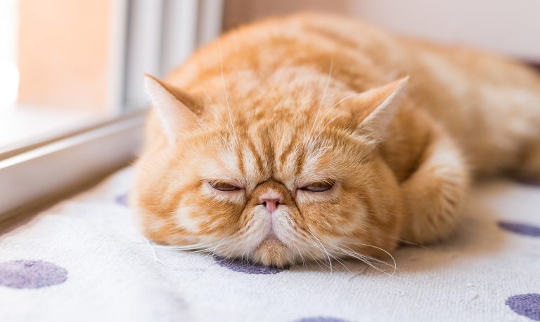 Best Cat Food For Exotic Shorthair Cats