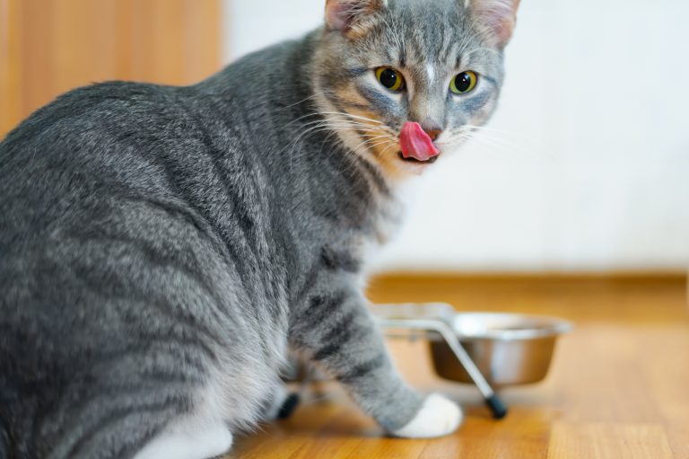 Understanding Star Ratings for Cat Food Products