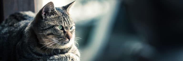 Cat Not Eating? 10 Reasons Your Cat Might Have Stopped