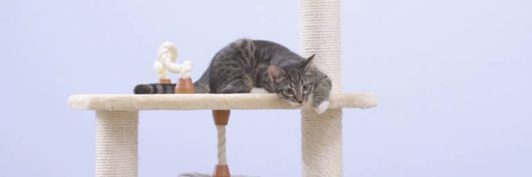 Best Cat Trees : Condos for Kitties Who Like To Climb & Scratch