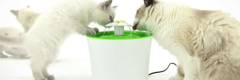 Best Cat Water Fountain : 5 Drinking Stations That Put Bowls To Shame