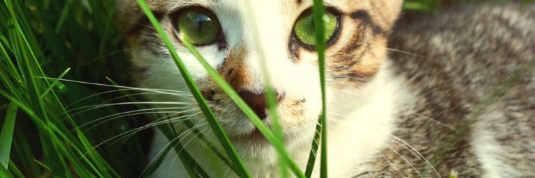 Best Cat Grass Kits and Seeds for Munching and Nibbling