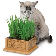 SmartCat Kitty's Garden