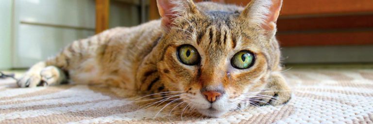 The Best Cat Urine Removers : Top Enzyme Cleaners for Smell Elimination