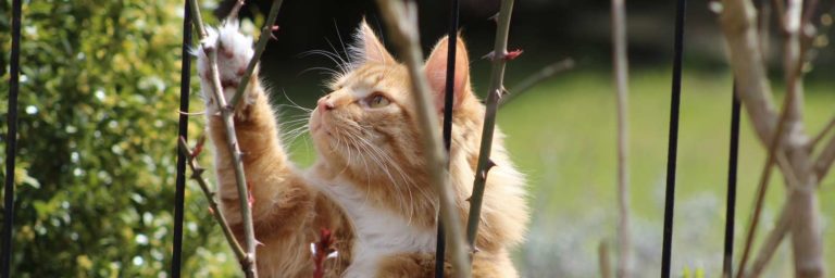 Best Cat Repellents: How To Keep Cats From Scratching Furniture & Invading the Garden