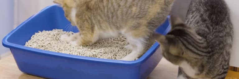 Top 6 Best Flushable Cat Litters