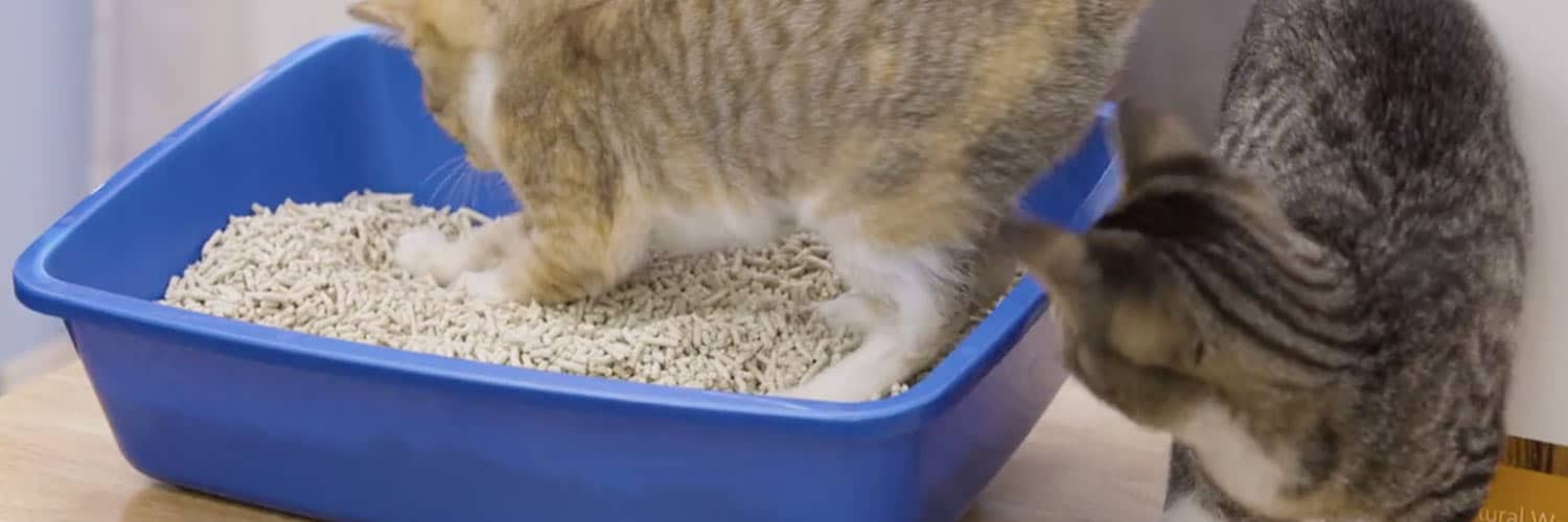 Best Flushable Cat Litter (2020)