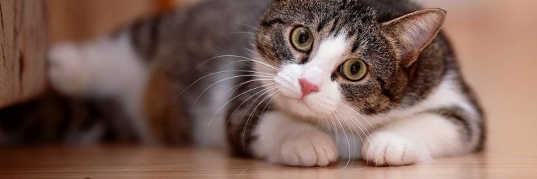 Best Ear Mite Medicine for Cats