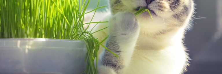 Why Do Cats Eat Grass?