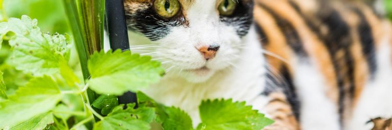 What Does Catnip Do To Cats?