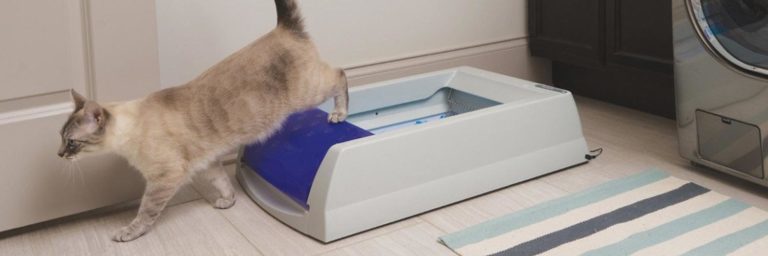 Best Cat Litter for Automatic Litter Box