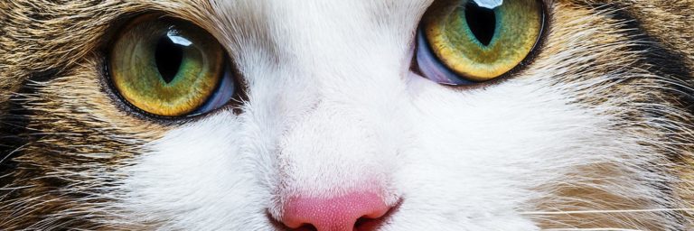 Are Cats Color Blind?