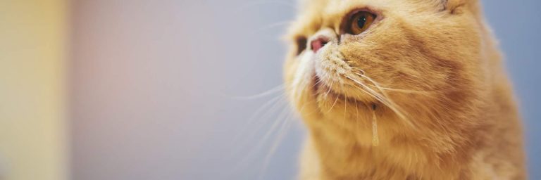 Top 100 Cat Videos: Cat Clips That Make Us Laugh, Cry, and Say “Awww”