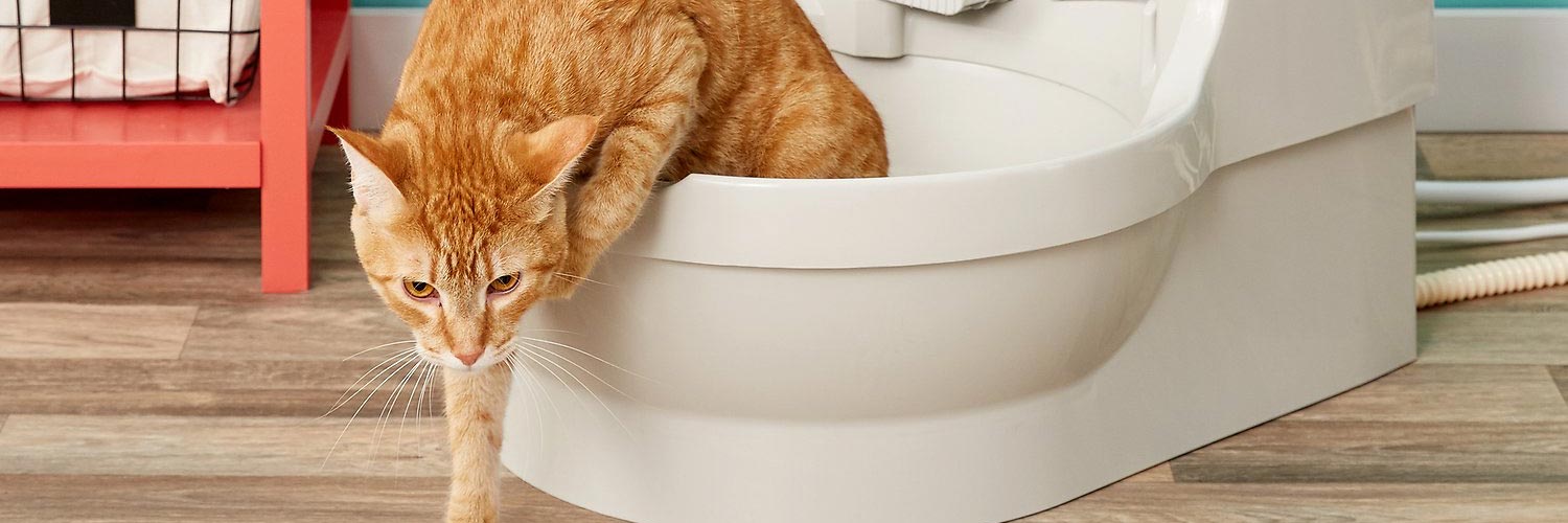 CatGenie Automatic Litter Box Review Kitty Catter