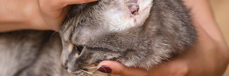 How Do Cats Get Ear Mites?