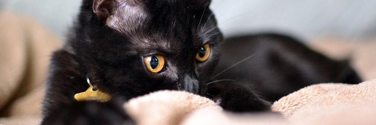 Black Cat Names – 100 Striking Names for Your Black Cat