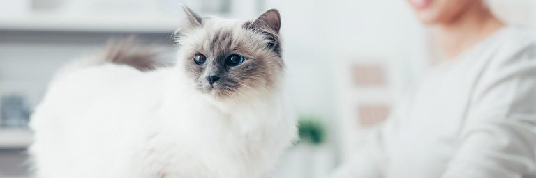 Names for Girl Cats – 100 Purrfect Names for Your Female Kitty