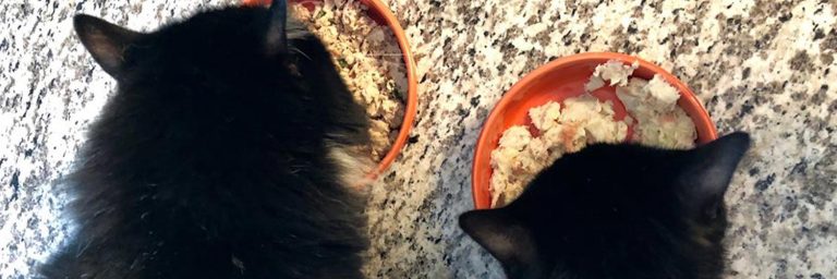 NomNomNow Cat Food Review