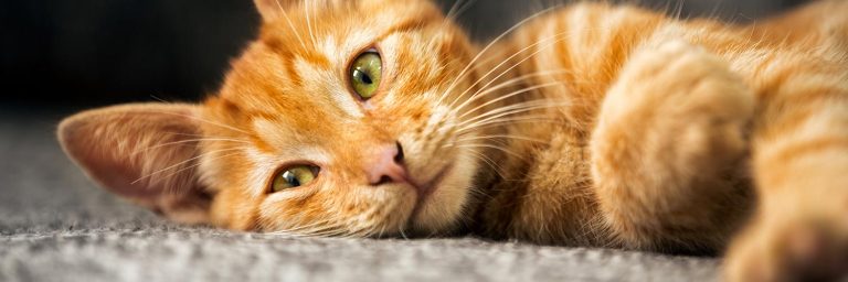 Orange Cat Names – 100 Pawesome Names for Your Ginger Kitty