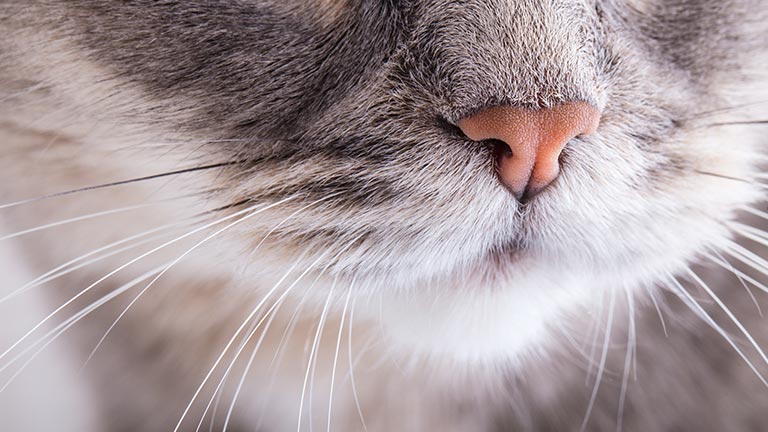 best dry cat food for smelly poop