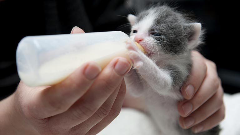 Weaning Kittens: 5 Steps to Free Feeding Youth Cats