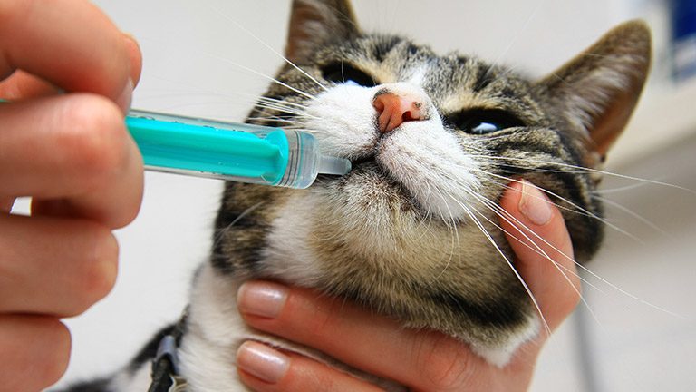 All About CBD Oil (AKA Cannabis Oil) For Cats: Plus Best Oils on the Market