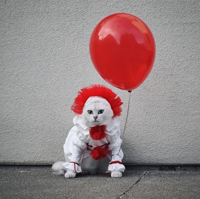 Best Halloween Costumes for Cats (Plus a Few Human Impersonators)