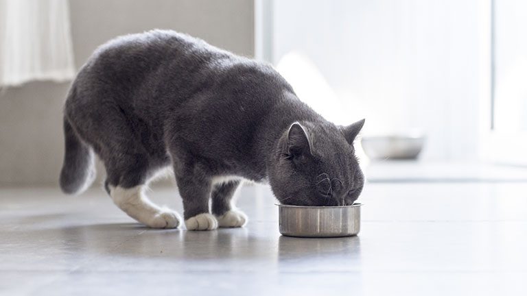Best Cat Food Without Carrageenan