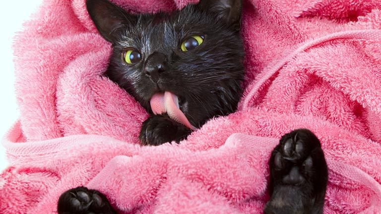 The Best Cat Shampoos & Conditioners : Plus Helpful Tips for Bathing Your Cat