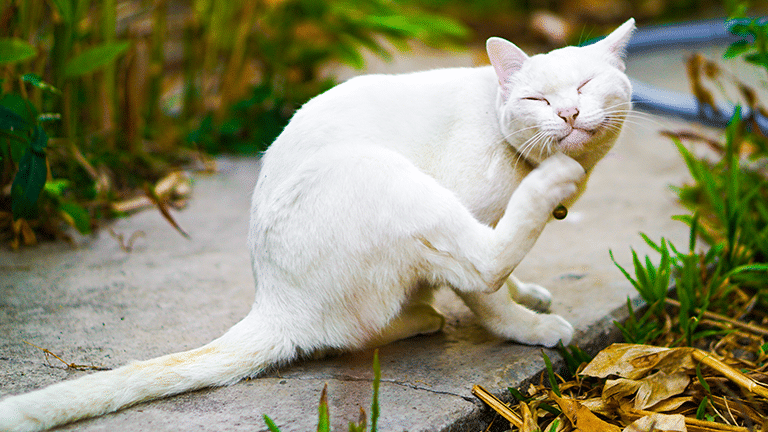 Hot Spots on Cats: Causes, Symptoms and Treatment Options for Itchy Cats