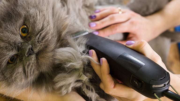 Best Cat Hair Clippers : Top 5 Trimmers For Cat Fur