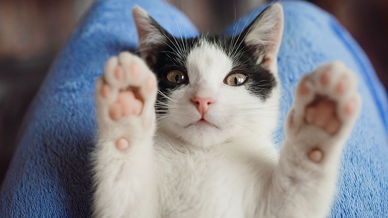 Best Joint Supplements for Cats – 5 Remedies for Your Cat’s Arthritis