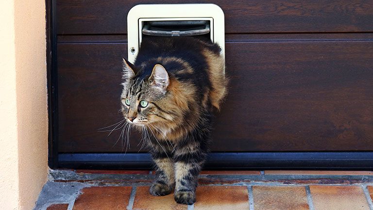 Best Cat Door: Top 5 Cat Flaps for Indoor and Outdoor Cats