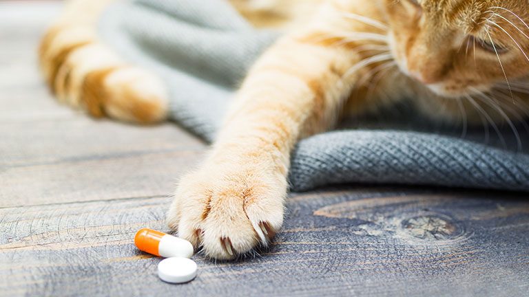 Best Cat Vitamins: Top 5 Vitamin Supplements for Cats