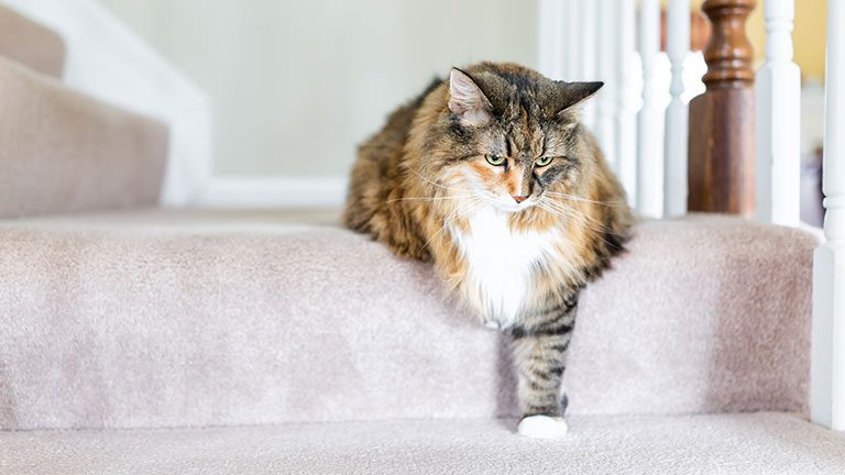 Glucosamine for Cats : More About The Joint Supplement for Arthritic Cats