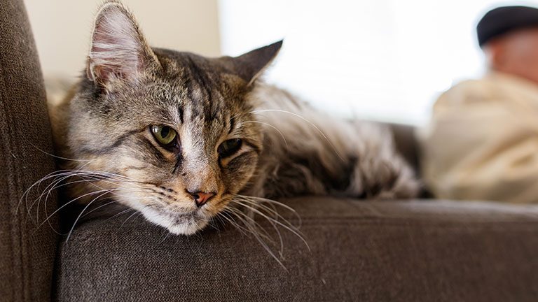 Cosequin vs Dasuquin for Cats : The Best Treatment for Joint Health Issues