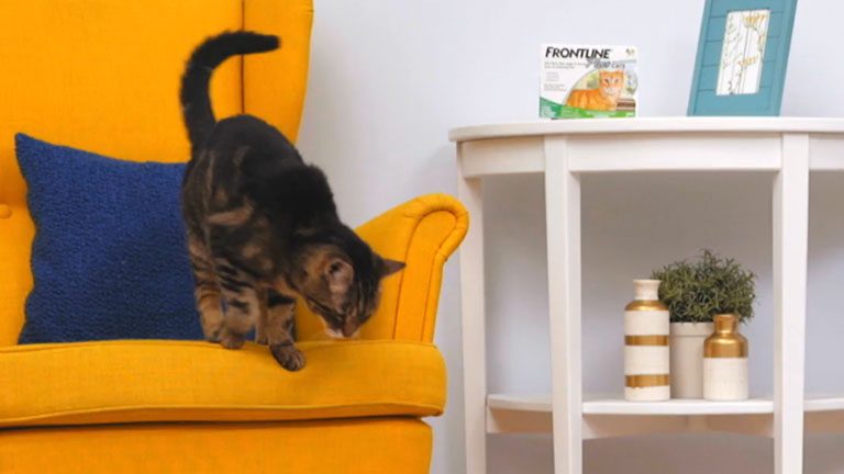 Frontline Plus for Cats Review – What We Think Compared To The Competition