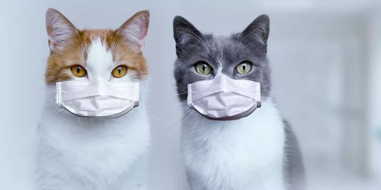 Cats and Coronavirus : Questions Answered