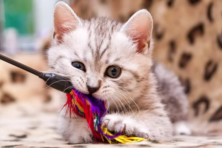 Best Cat Toys : The Top Interactive Toys for 2023 (w/ Videos)