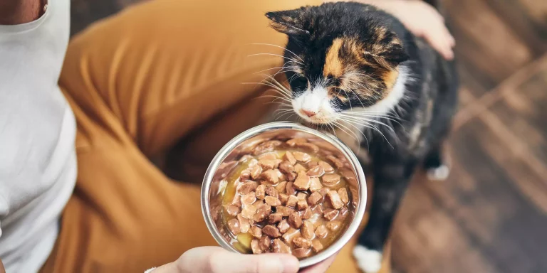 The Healthiest Cat Food – 6 Natural and Organic Choices For Your Kitty